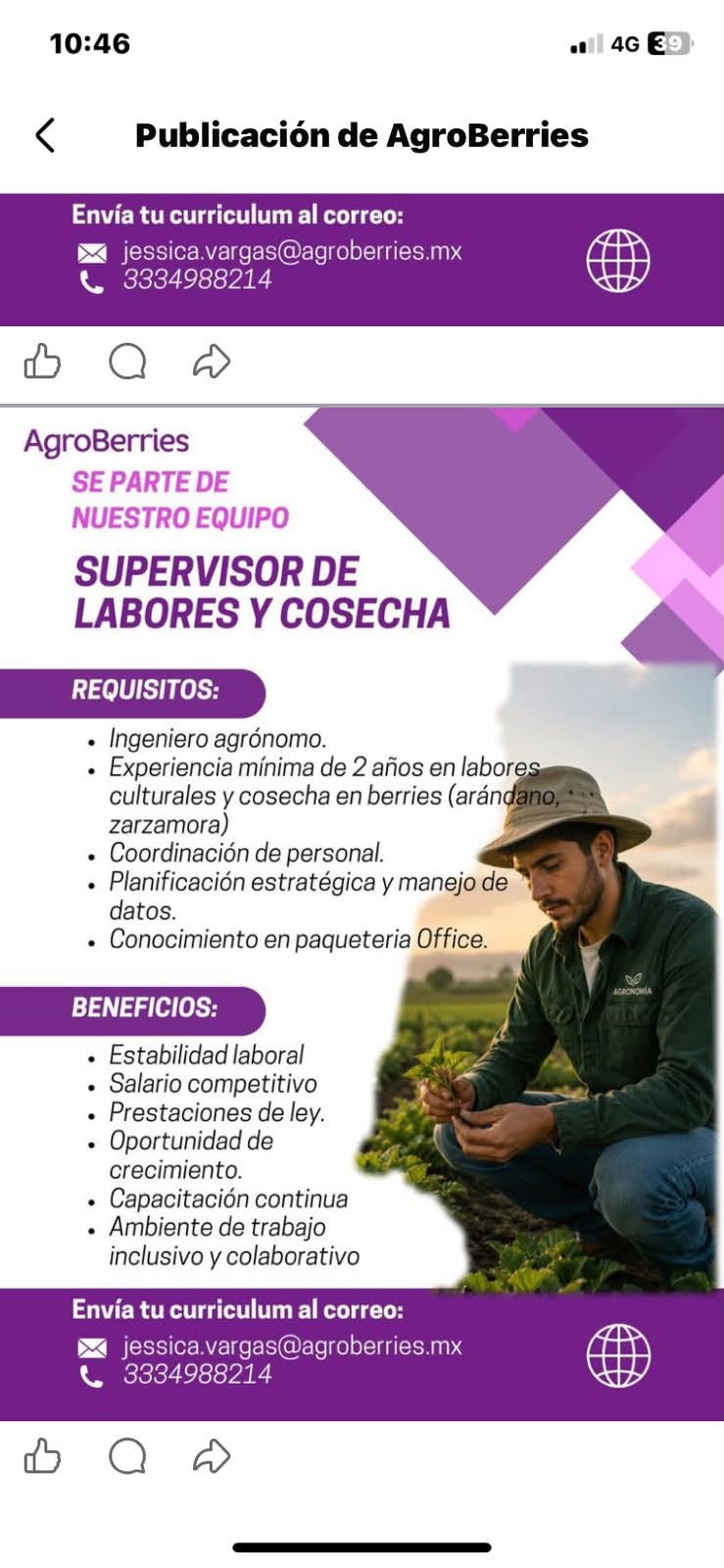Encargado(a) de Cosecha y Labores de Arándano y Zarzamora