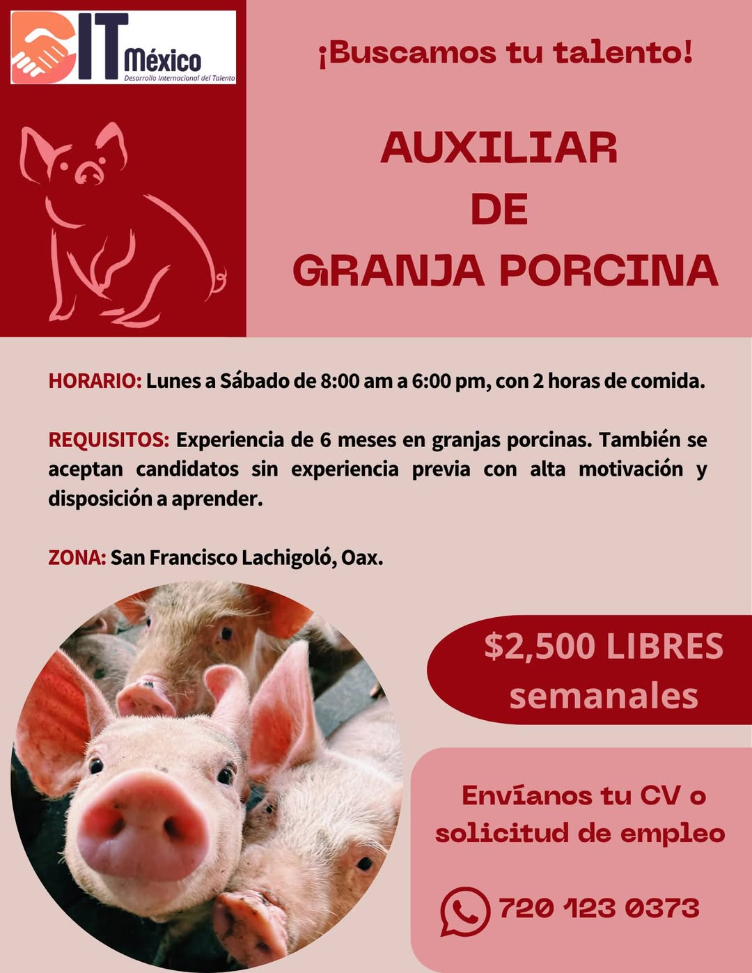 Auxiliar de Granja Porcina