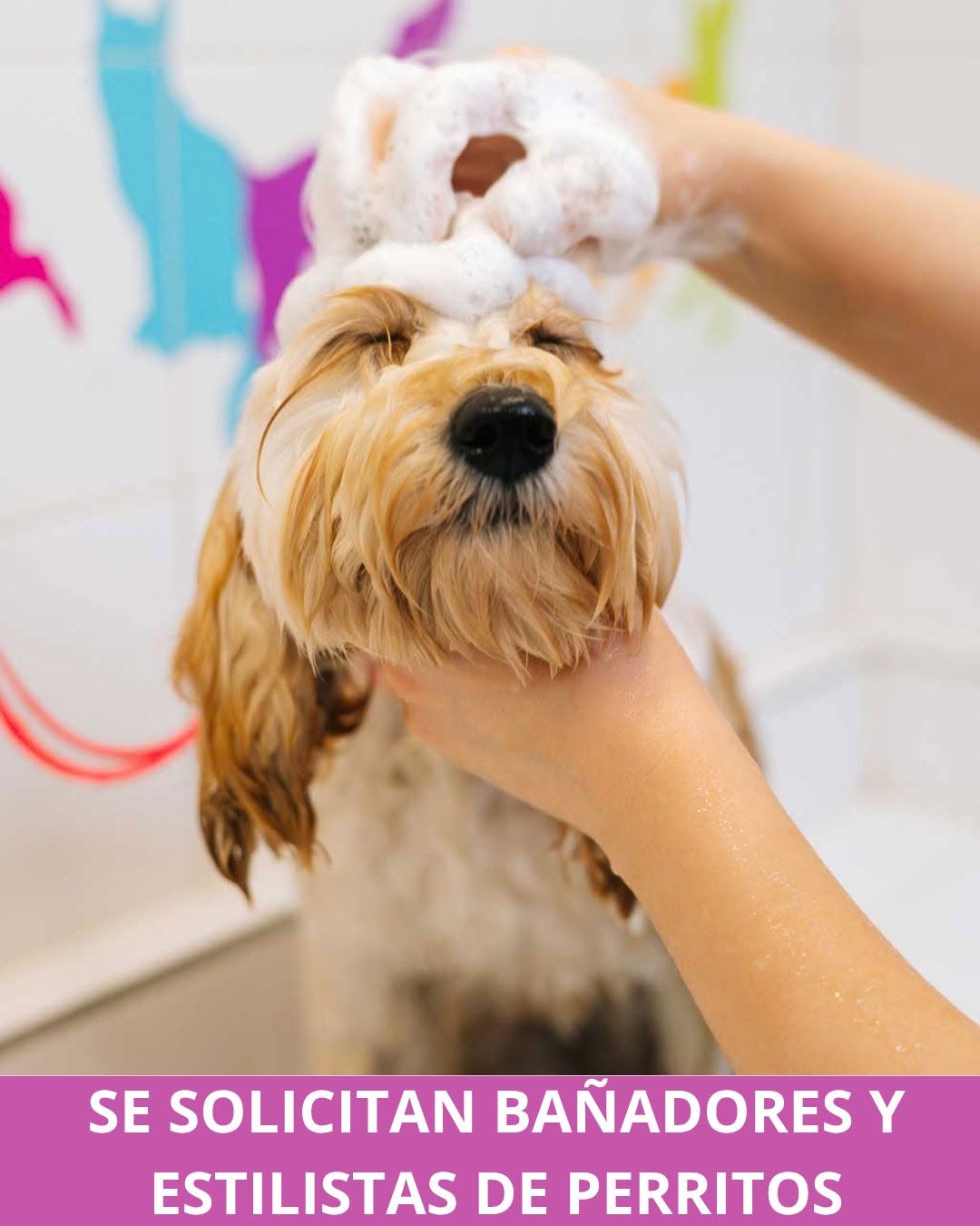 Bañador Canino