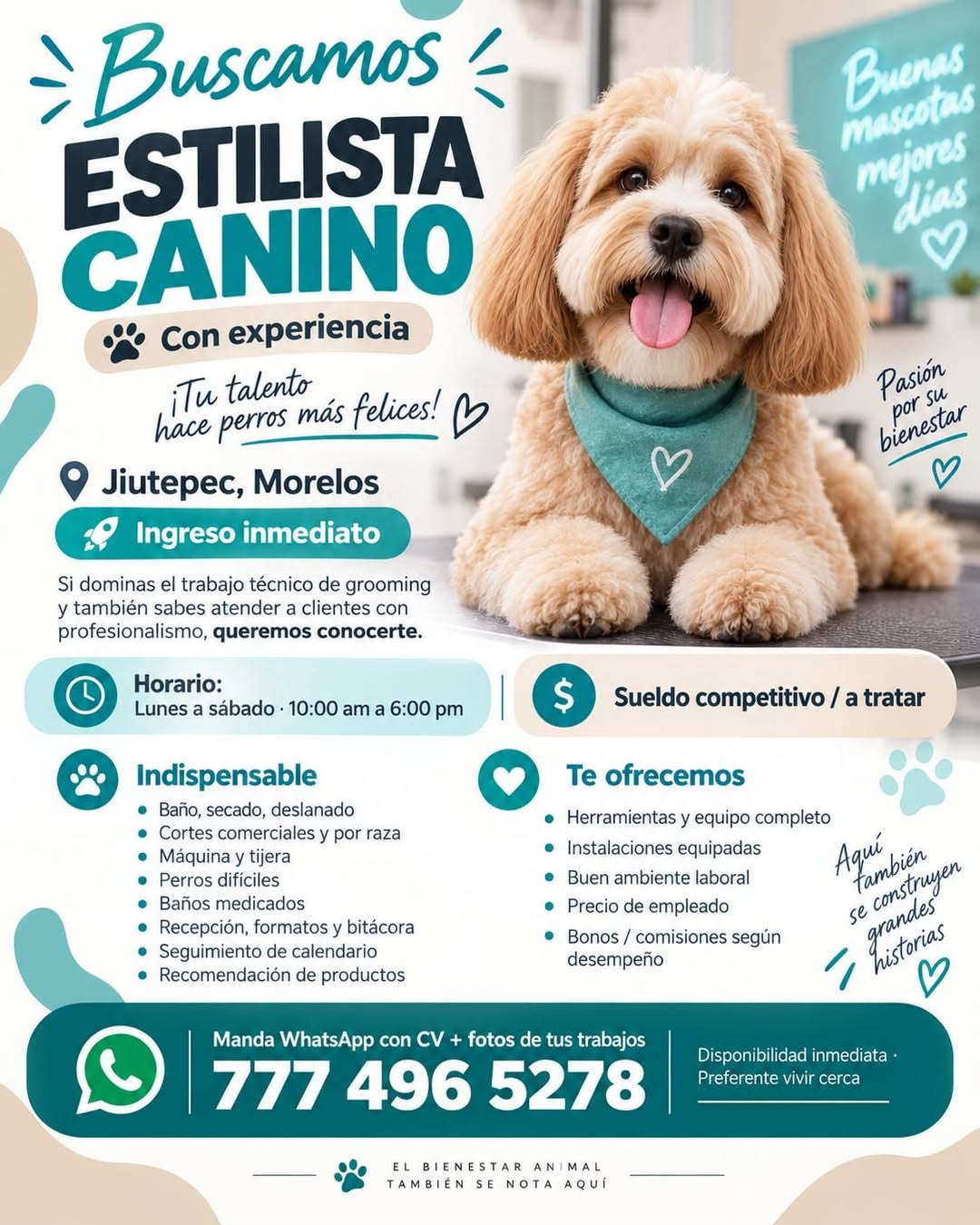 Estilista Canino