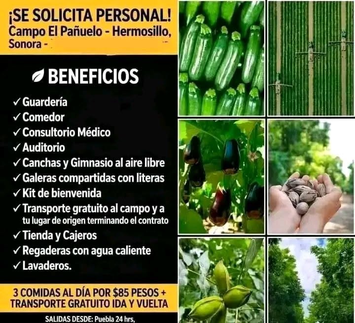 Cortador de Hortalizas